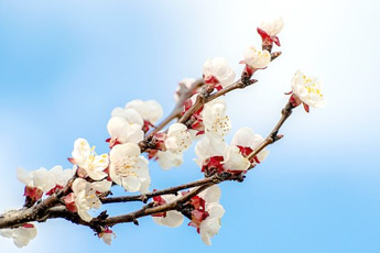 Абрикос обыкновенный - aptechka.org