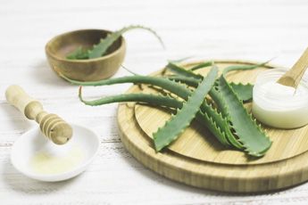 Алоэ древовидное - aptechka.org