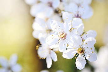 Алыча, или слива растопыренная - aptechka.org