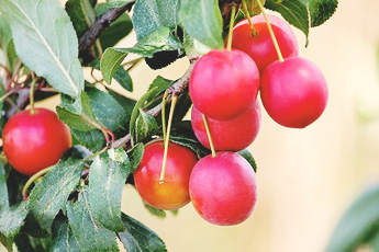 Алыча, или слива растопыренная - aptechka.org