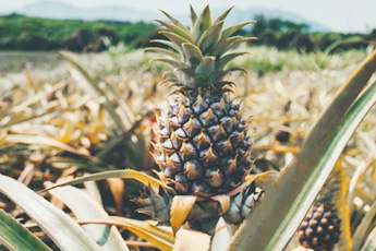 Ананас настоящий - aptechka.org