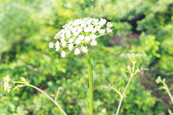 Анис обыкновенный - aptechka.org