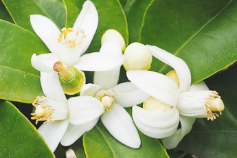 Апельсин - aptechka.org