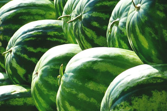 Арбуз обыкновенный - aptechka.org