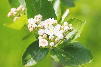 Арония черноплодная, или рябина черноплодная - aptechka.org