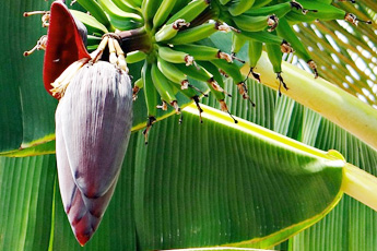 Банан культурный - aptechka.org