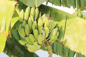 Банан культурный - aptechka.org