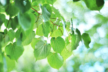 Береза бородавчастая - aptechka.org