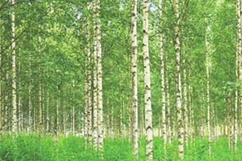 Береза бородавчастая - aptechka.org