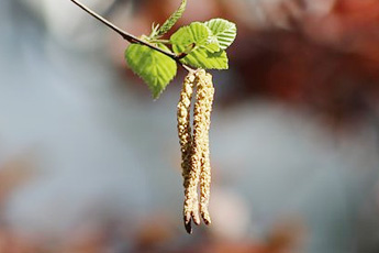 Береза бородавчастая - aptechka.org