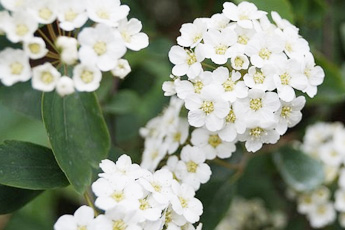 Боярышник - aptechka.org