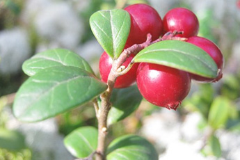 Брусника - aptechka.org