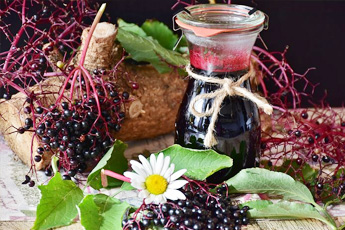 Бузина черная - aptechka.org