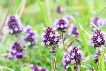 Чабрец, тимьян ползучий, или богородская трава - aptechka.org