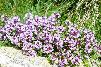 Чабрец, тимьян ползучий, или богородская трава - aptechka.org