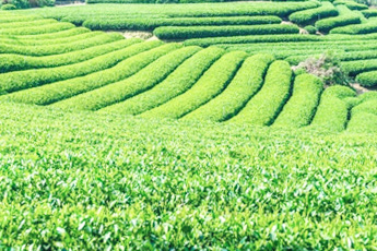 Чай китайский - aptechka.org