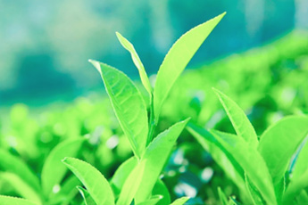 Чай китайский - aptechka.org