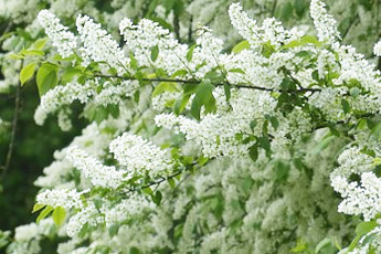 Черемуха обыкновенная - aptechka.org