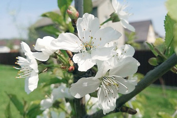 Черешня, или вишня птичья - aptechka.org