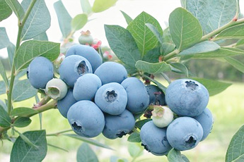 Черника обыкновенная  - aptechka.org