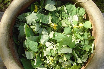 Чистотел большой - aptechka.org