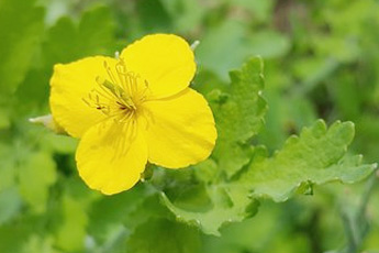 Чистотел большой - aptechka.org