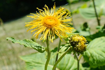 Девясил высокий - aptechka.org