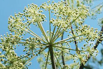 Дягиль лекарственный - aptechka.org