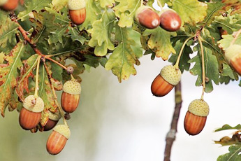 Дуб обыкновенный - aptechka.org