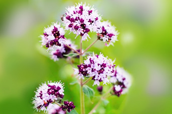 Душица обыкновенная - aptechka.org