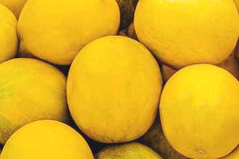 Дыня обыкновенная, или столовая - aptechka.org