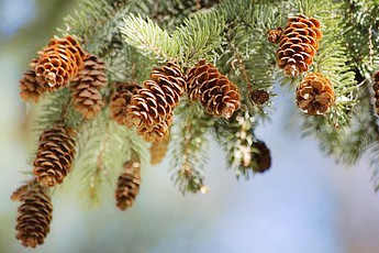 Ель обыкновенная - aptechka.org