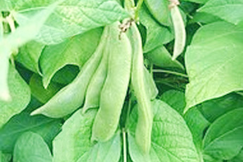 Фасоль обыкновенная - aptechka.org