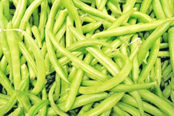 Фасоль обыкновенная - aptechka.org