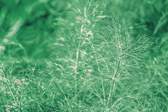 Фенхель обыкновенный, или укроп аптечный - aptechka.org