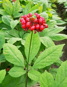 Женьшень - aptechka.org