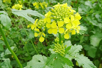 Горчица сарептская и черная - aptechka.org