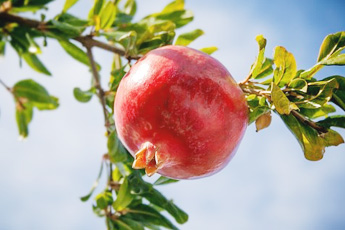 Гранат обыкновенный - aptechka.org