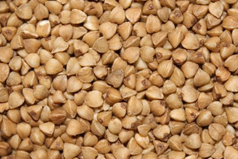 Гречиха посевная - aptechka.org