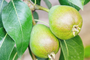 Груша обыкновенная, или домашняя - aptechka.org