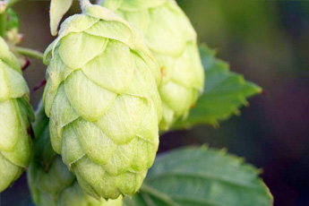 Хмель обыкновенный - aptechka.org