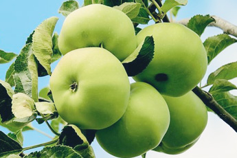 Яблоня домашняя - aptechka.org