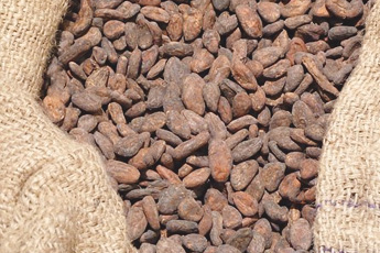 Плод шоколадного дерева - aptechka.org