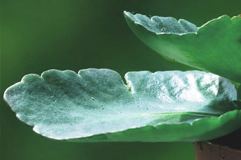 Каланхоэ перистое - aptechka.org