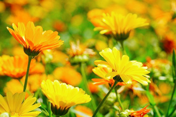 Календула лекарственная, или ноготки - aptechka.org