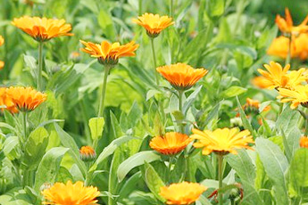 Календула лекарственная, или ноготки - aptechka.org