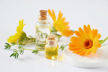 Календула лекарственная, или ноготки - aptechka.org