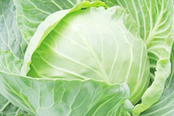 Капуста белокачанная, или огородная - aptechka.org