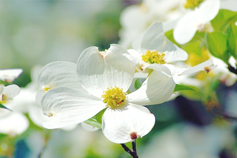 Кизил - aptechka.org