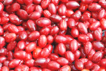 Кизил - aptechka.org